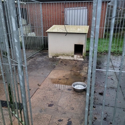 Rens og vask af hundegård