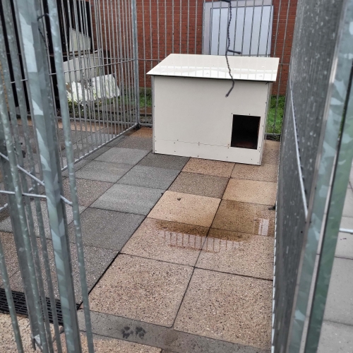 Rensning af fliser i hundegård