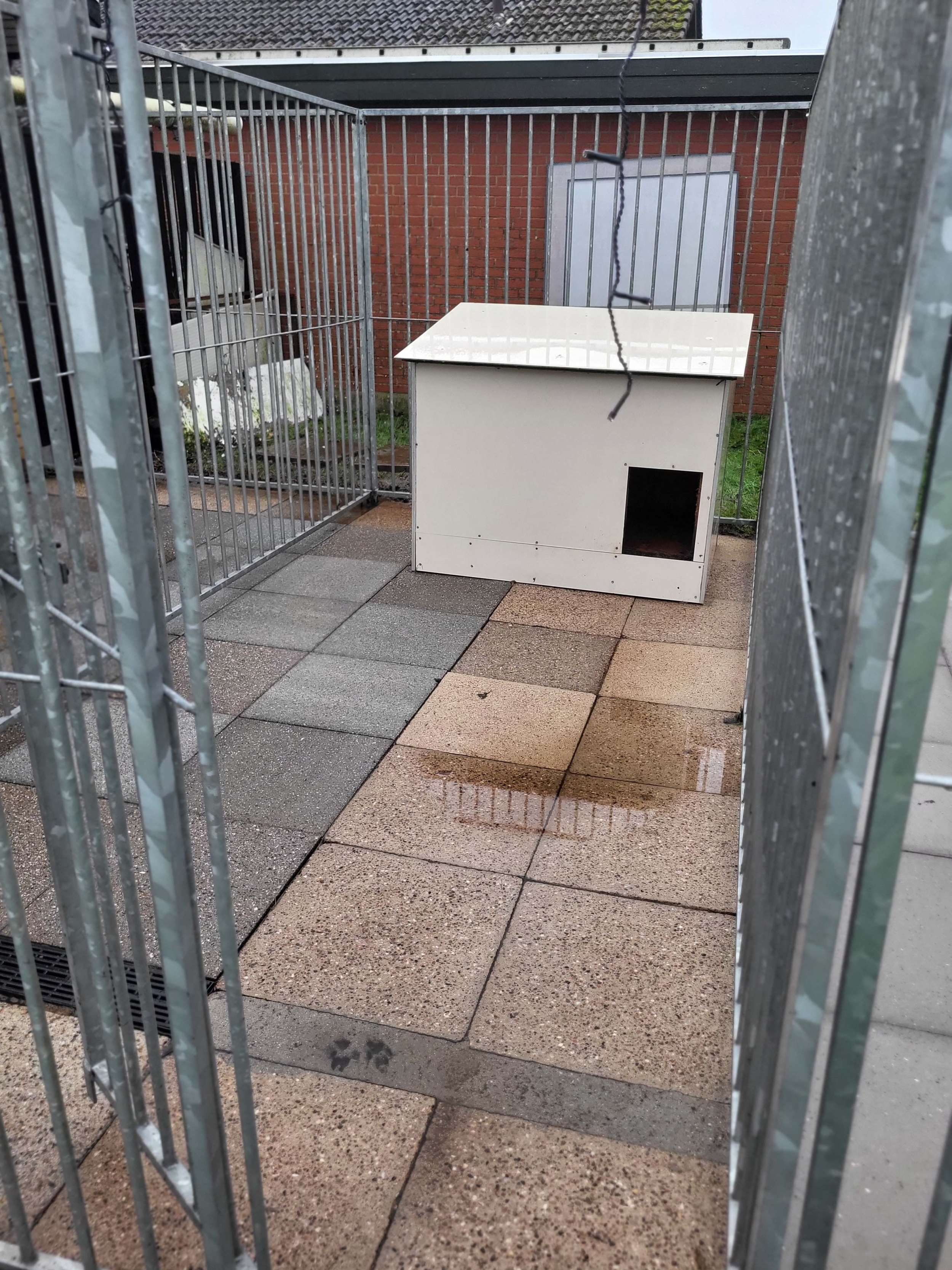 Rensning af fliser i hundegård